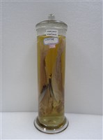 藏品(黑角魚)的圖片